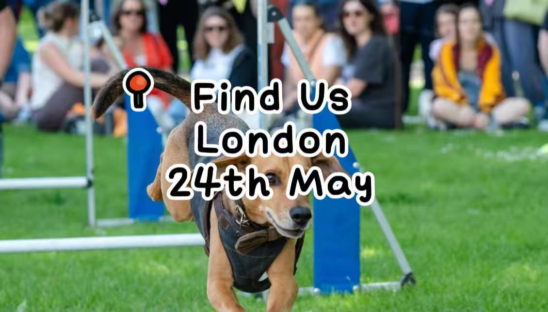 🐾 PoppyPawz at Greenwich Dog Show 2026