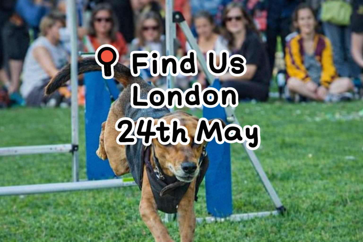 🐾 PoppyPawz at Greenwich Dog Show 2026