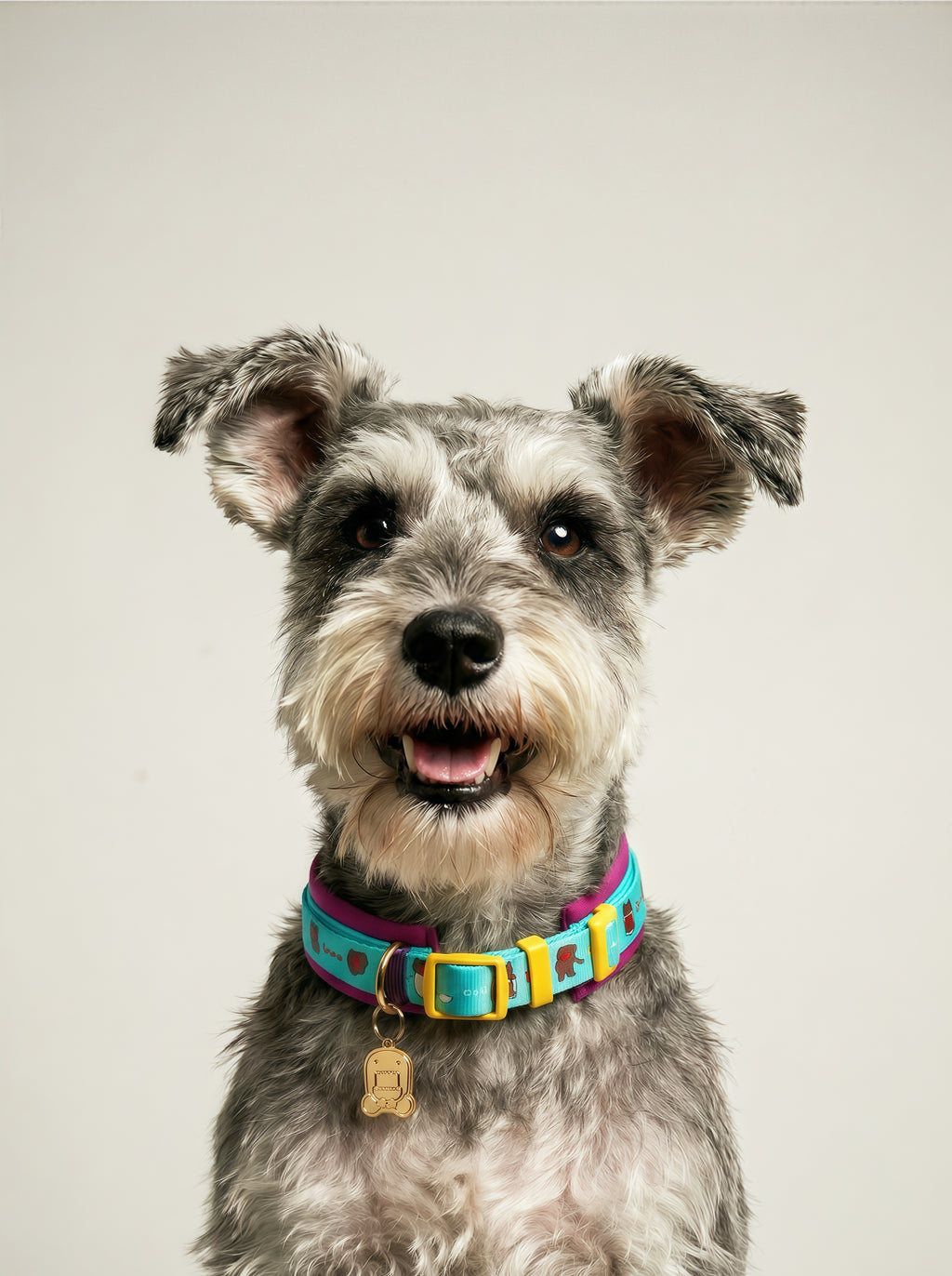 Adjustable Neoprene Dog & Cat Collar with ID Tag