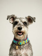 Adjustable Neoprene Dog & Cat Collar with ID Tag