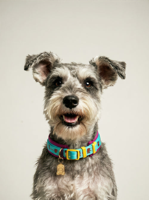 Adjustable Neoprene Dog & Cat Collar