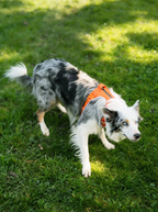 Reflective No-Pull Dog Harness and Lead Set
