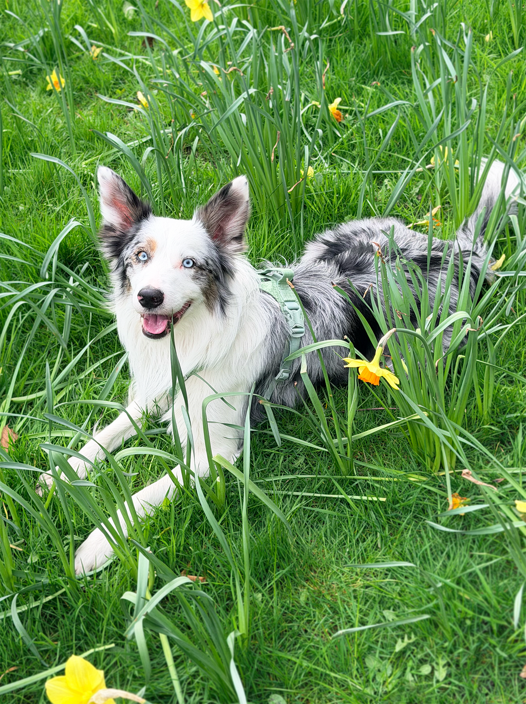 Reflective No-Pull Dog Harness and Lead Set