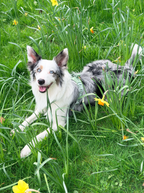 Reflective No-Pull Dog Harness and Lead Set