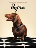 Luxury Leather Dog & Cat Collar with Clover Charm | Golden Clover