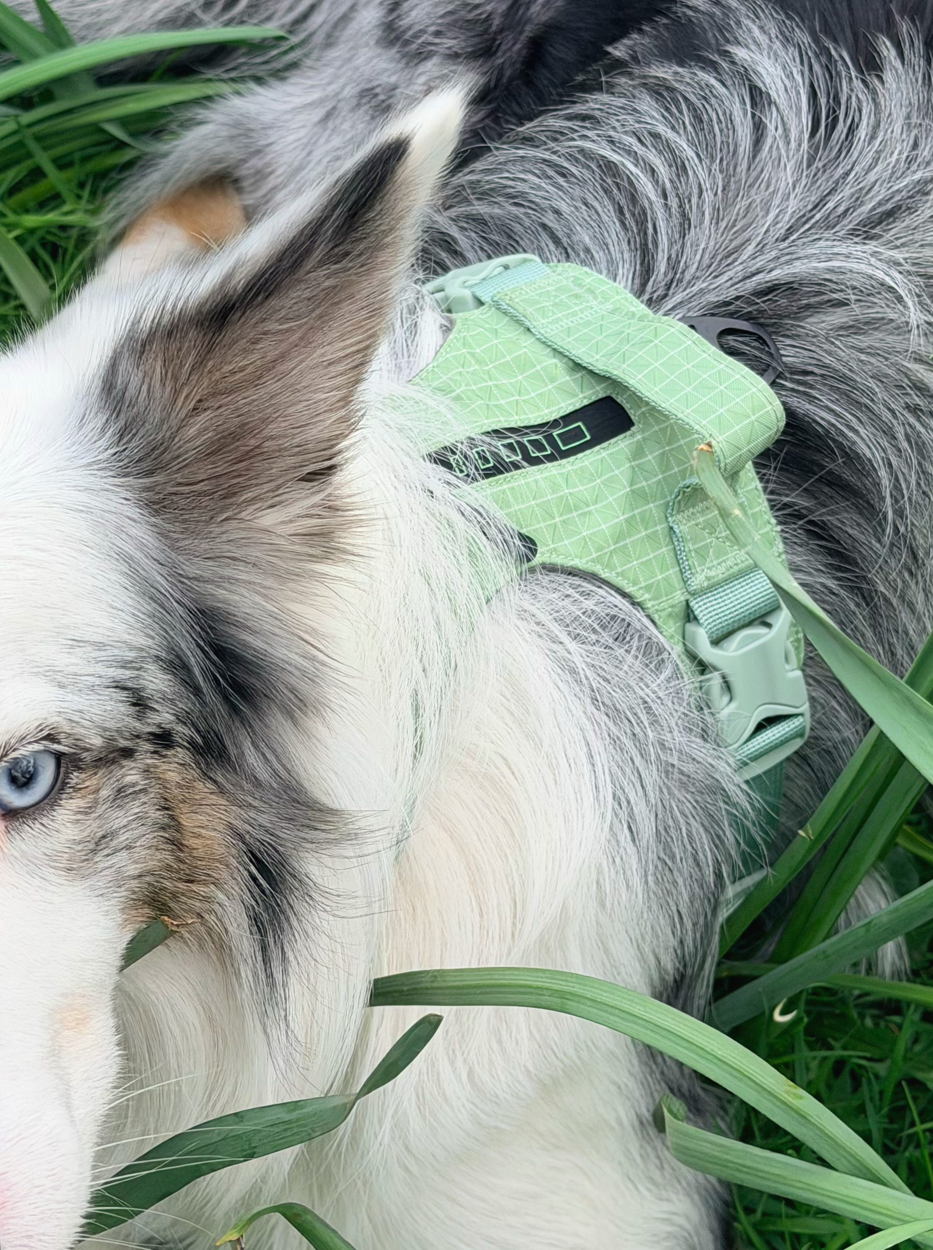 Reflective No-Pull Dog Harness and Lead Set