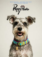 Adjustable Neoprene Dog Collar