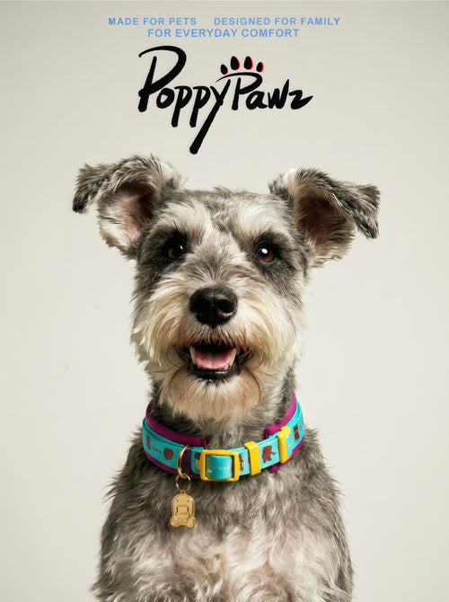 Adjustable Neoprene Dog Collar