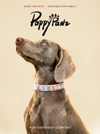 Custom Letter Leather Pet Collar