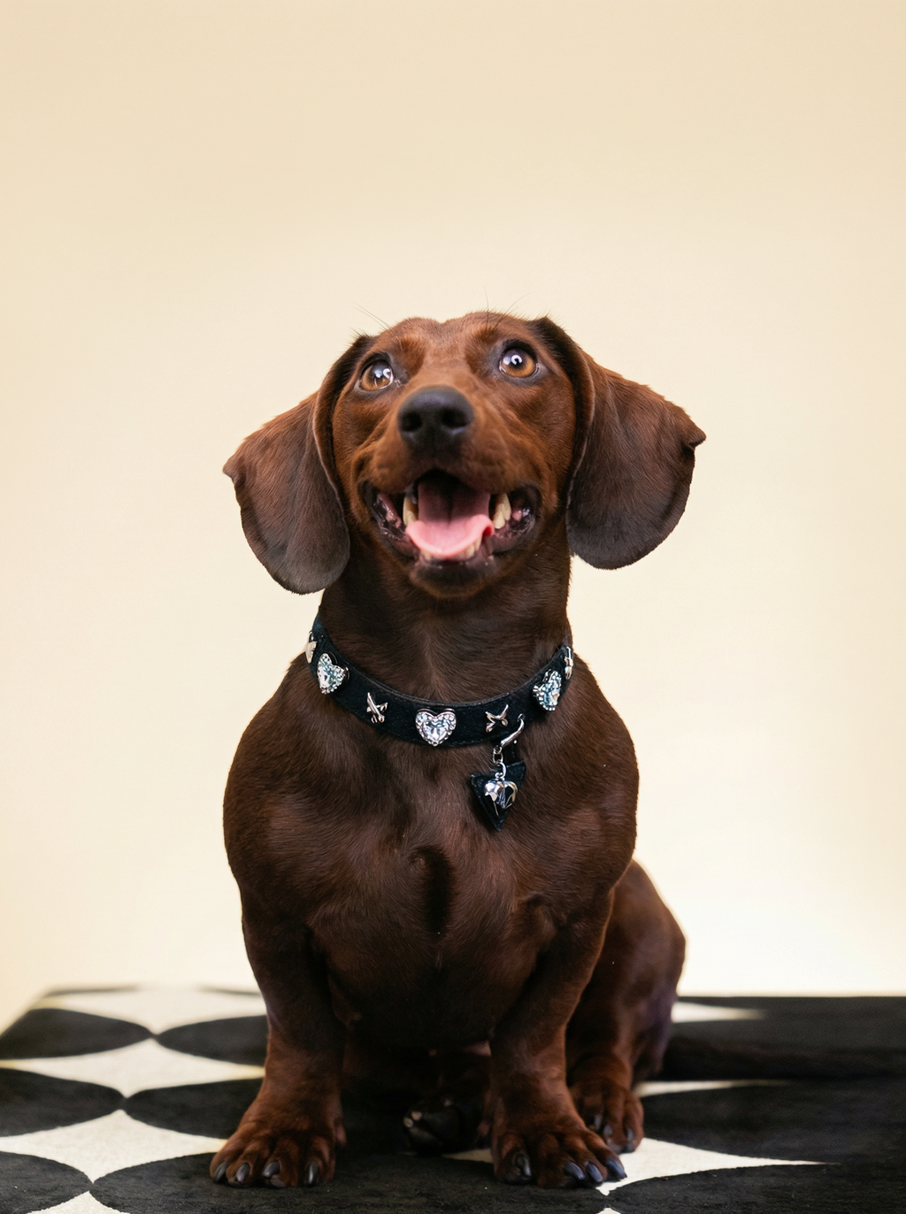 Midnight Heart Collar