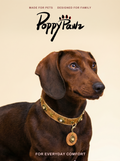 Vintage Leather Dog & Cat Collar with Medallion Charm